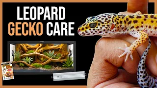 Leopard Gecko Care Guide - How to Care for a Leopard Gecko