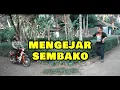 IMBAS PPKM MENGEJAR SEMBAKO | PAK BHABIN| POLISI MOTRET