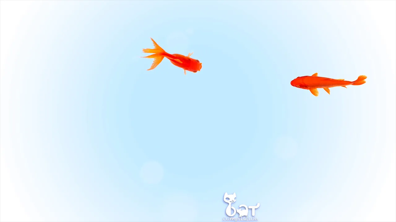 Mettez votre chat devant cette vidéo Video pour chat avec des poissons qui vont le captiver Mettez votre chat devant cette vidéo Video pour chat avec des poissons qui vont le captiver