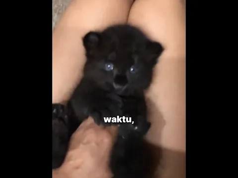 Dikiranya Kucing, Ternyata Black Panther 🐆⚫