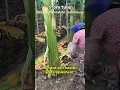 Lagu China's Banana Plantation Techniques #shorts #shortvideo #viralvideo #videoshort #banana #farmer