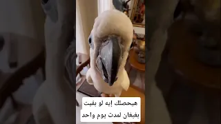 هيحصلك إيه لو بقيت بغبغاء يوم واحد معلومات اكسبلور Animals Facts معلومات غريبة Wildlife 