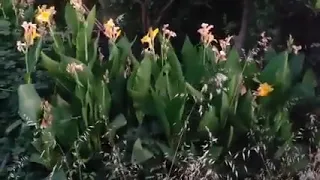 حواني من لور وعجبني الحال 