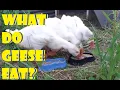 What do geese eat