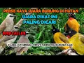 Download Lagu suara pikat burcil ribut paling ampuh trucukan ribut vs kutilang emas @AnakDesaKicau