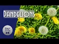 Dandelions and Civilization: A Forgotten History