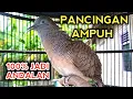 Download Lagu SUARA PERKUTUT BANGKOK GACOR TERBAIK UNTUK PANCINGAN DIJAMIN ANDALANMU BOS 