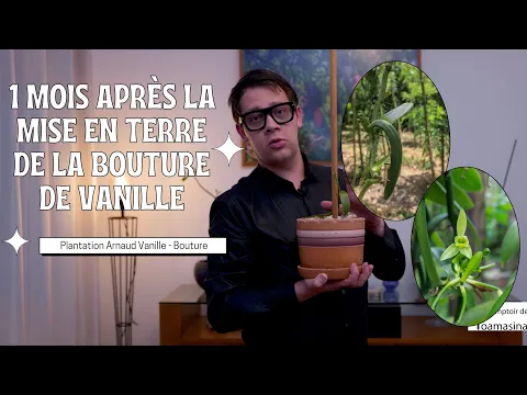 Vanillier, Vanille : planter, cultiver, multiplier