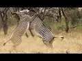 Download Best of African Animals | Top 5 | BBC Earth mp4 3gp mp3 videos - waplic