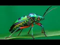 Lagu 10 Most Beautiful Stink Bugs In The World