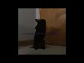 Nala bunny doing tricks