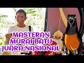 masteran terbaik untuk murai batu 