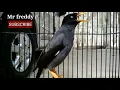 Download Lagu TEMPEL SUARA OCEHAN BURUNG JALBO I JALAK KEBO I PANCINGAN JALAK KEBO JOS