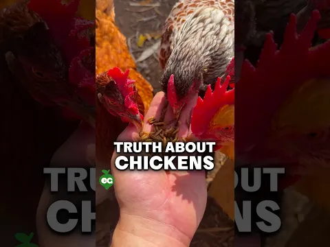 I thought raising chickens was easy...