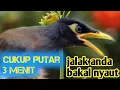 Download Lagu AWAS IKUT GACOR ‼️ MASTERAN JALAK KEBO GACOR terapi jalak malas bunyi