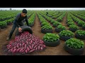 Download Lagu Old tires Don’t throw them away! Grow sweet potatoes this way and harvest all year round!