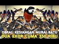 Download Lagu SAKING PENUHNYA !!! OBRAL MURAI BATU DUA EKOR 350 RIBU DI PASAR BURUNG PRAMUKA 