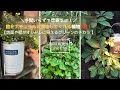 Download Lagu 庭の印象をナチュラルに変える植物5つ｜庭をナチュラル＆おしゃれに｜手間いらずでナチュラルに雰囲気UPしてくれる植物５選｜地面や壁がおしゃれに見えるグリーンのチカラ｜ガーデニング｜手間いらずの庭