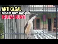 Download Lagu Suara Cendet Gacor Toet toet Efektif Anti Gagal Bikin Cendet Malas pun Langsung Nyaut Bunyi Seketika