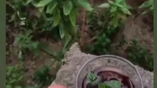 نعناع الجنينة الكنج محمد منير Alasfoora93 