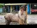 Lagu VLOG !! 3.500 BEST SELLER HARI INI KAMBING JRABANG SUPER PROMO 11.11 #vlog #tranding 