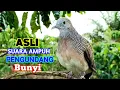 Lagu Suara Burung Perkutut Pikat Juara 1 Paling Gacor Terbaik Untuk Pancingan
