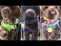German pointer ESSA comp