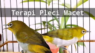 Download Terapi Pleci Macet Respon Cepat Dengan Pleci Bustomi Betina Perangsang Birahi Jantan (7/7/21) MP3