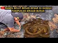 Download Lagu MUSIM HUJAN TIBA WAKTU NYA PANEN BELUT LIAR DI BAWAH TUMPUKAN JERAMI BUSUK#ngukuybelut
