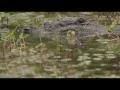 Alligator at Lake Martin April 12 2015