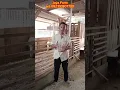 Download Lagu Cara agar kambing makan pakan silase