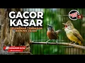 Download Lagu 🔴 Roll Kasar Tepus Kepala Abu Abu Gacor Panjang vs Cucak Jenggot Beset Greja Pelengkap Lagu Juara