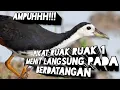 Lagu RUAK RUAK PIKAT AMPUHH!! 1MENIT LANGSUNG DATANG