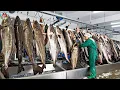 Fishermen Catch Millions Of COD FISH - Cod Fishing And Processing