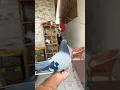 Download Lagu Pigeon videos #Ahsanjutt #pigeon #short #ajpets #kabutar  #AJ #viral #pets