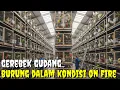 Lagu GEREBEK GUDANG BURUNG GACORAN PLUS BONUS SANGKAR, BURUNG KONDISI ON FIRE