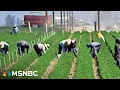 Download Lagu ‘The numbers are unambiguous:’ ICE raids on U.S. farms threaten food production