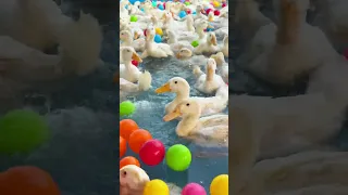 كيف حولت مكانا  مهملا  إلى مسبح رائع دندنها