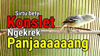 sirtu betina ngekrek panjang konslet
