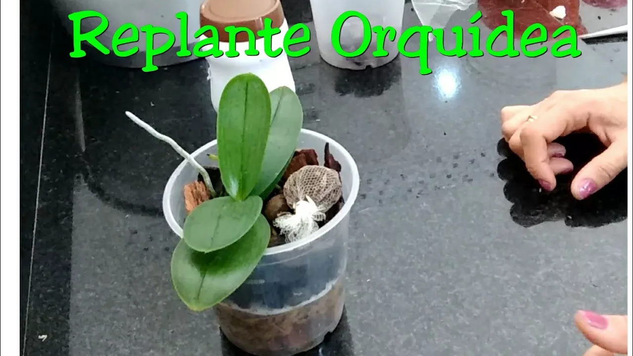 COMO REPLANTAR ORQUÍDEA DE UM JEITO DIFERENTE ANDRÉA E SUAS ORQUÍDEAS