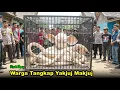 Download Lagu BANYUWANGI HEBOH! WARGA TANGKAP YAKJUJ MAKJUJ HAL MENGEJUTKAN TERJADI #KisahStory