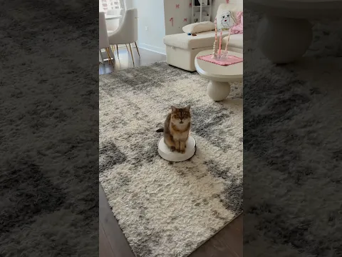 Simba and Minnie like to play together π