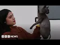 Cat covered in cartel gang tattoos discovered in Mexican prison after riot - BBC News