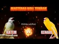 MASTERAN MURAI BATU ROLL TEMBAKAN PANJANG - KAPAS TEMBAK VS KENARI GACOR