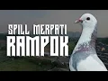 Lagu SPILL MERPATI RAMPOK DI EVENT PRALOMBA 500 JUTA LAPAK JKK SEMARANG