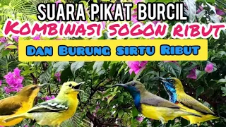 suara pikat burcil kombinasi sogon ribut dan burung sirtu ribut