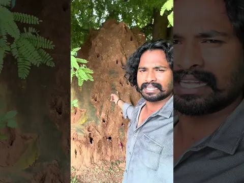 😳😱🐍இரண்டு முறை இடித்தும் இருபது வருடத்துக்கு மேல் அழியாமல் இருக்கும் புற்று. ..