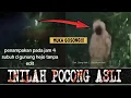 Download Lagu VIRAL PENAMPAKAN POCONG TERJELAS !