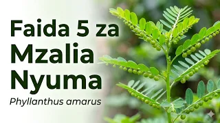 Faida 5 Za Mzalia Nyuma