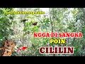 Download Lagu Mikat Burung Kecil Pake Burung Hantu Poinya Cililin